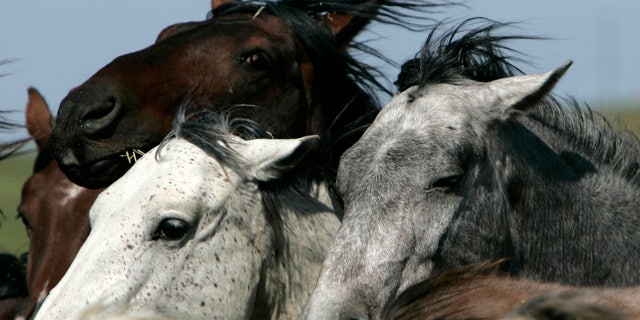 May 17, 2007: In this file photo, manes flow in the wind on some of the mustangs from Karen Sussman's White Sands herd on her wild horse conservation refuge in Lantry, S.D.