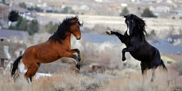 In this Jan. 13, 2010 file photo, two young wild horses play while grazing in Reno, Nev. Wild horse protection advocates say the government is rounding up too many mustangs while allowing livestock to feed at taxpayer expense on the same rangeland scientists say is being overgrazed.