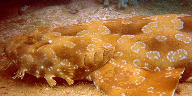 Known for their habit of lying on the ocean floor, carpet sharks like this one can easily blend in with their surrounds.