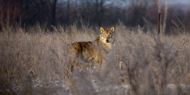File photo-vlk stojí na poli v 18 mil vyloučené zóně kolem černobylského jaderného reaktoru poblíž vesnice Babchin asi 217 mil jihovýchodně od Minsku, Únor. 1, 2008.