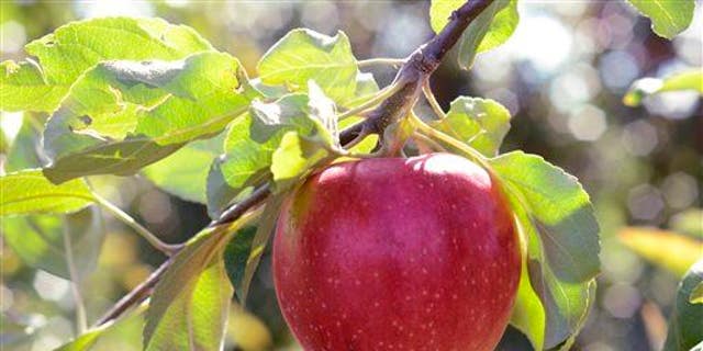 Apples are "handy to carry as snacks, and they're great to use with other meals, baked along with meats and/or healthy desserts," said Dr. David Gentile of Rocky Point, New York. 