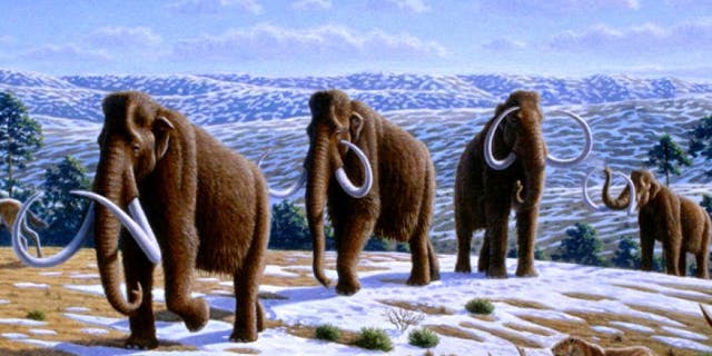 An artist's illustration depicts a herd of woolly mammoths.
