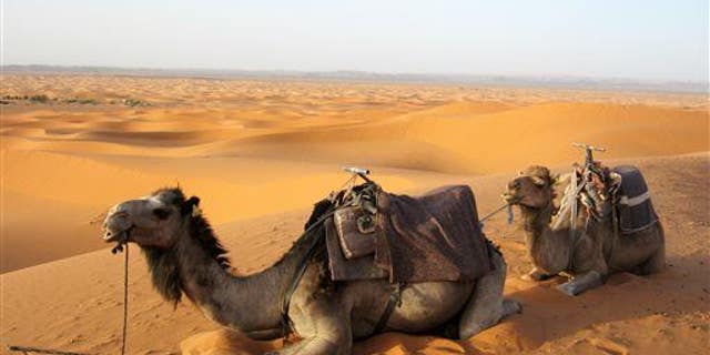 This June 2013 photo shows camels resting in sand dunes on a sunset ride in Erg Chebbi, Morocco, at the edge of the Saharan desert.
