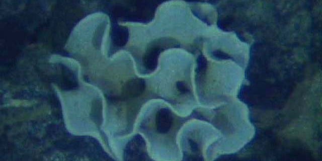 A one-celled organism called a xenophyophore. This deep-sea-dwelling creature was found in the Galapagos in 2002; Scripps Institute researchers found similar ones dwelling at depths well past 6 miles.