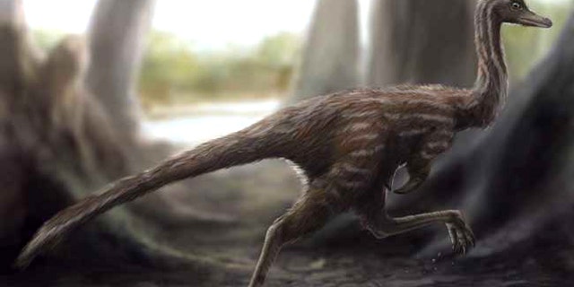 One of the smallest known dinosaurs, Xixianykus zhangi (shown here in a reconstruction) was built for quick running. A shorter upper leg relative to its lower leg helped the dinosaur carry its weight more efficiently.