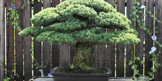The 390-year old Japanese White Pine.