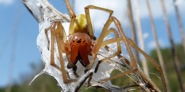 A yellow sac spider.