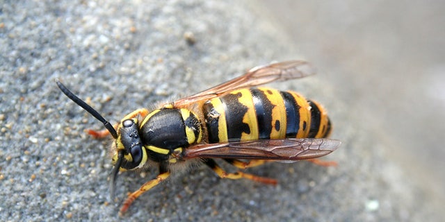A New Hampshire man recently died after being stung by a yellow jacket wasp.