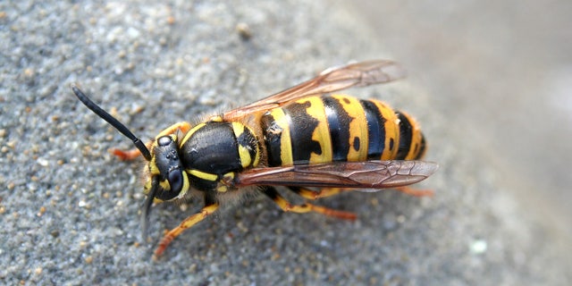 A New Hampshire man recently died after being stung by a yellow jacket wasp.