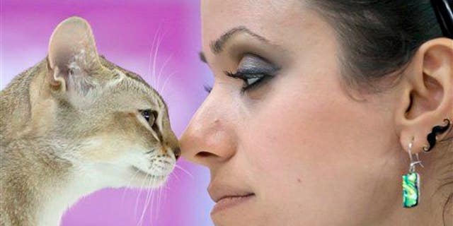 A Singapura cat touches noses with its owner in Bucharest, Romania, Sunday, April 26, 2015.