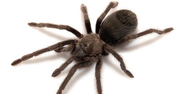 This undated photo shows a new species of tarantula called Aphonopelma atomicum, which can be translated as "atomic tarantula."