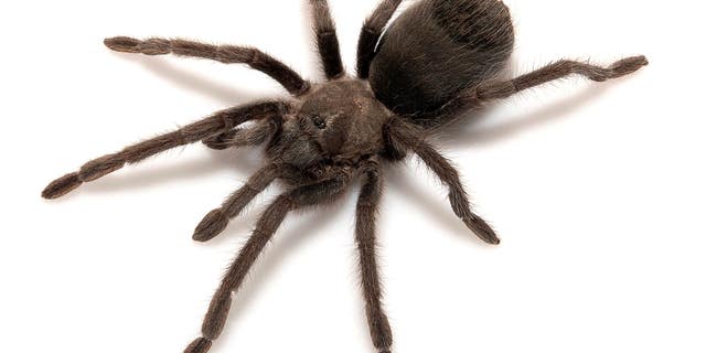 This undated photo shows a new species of tarantula called Aphonopelma atomicum, which can be translated as "atomic tarantula."