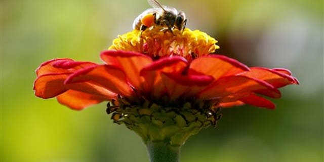 In this Sept. 1, 2015, photo, a honeybee works atop gift zinnia in Accord, N.Y. While scientists have documented cases of tiny flies infesting honeybees, causing the bees to lurch and stagger around like zombies before they die, researchers don't know the scope of the problem. (AP Photo/Mike Groll, File)