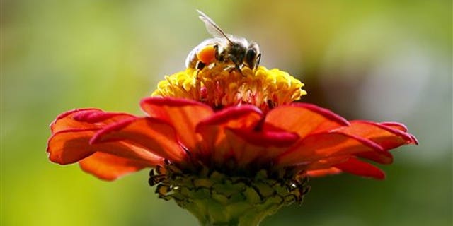In this Sept. 1, 2015, photo, a honeybee works atop gift zinnia in Accord, N.Y. While scientists have documented cases of tiny flies infesting honeybees, causing the bees to lurch and stagger around like zombies before they die, researchers don't know the scope of the problem. (AP Photo/Mike Groll, File)
