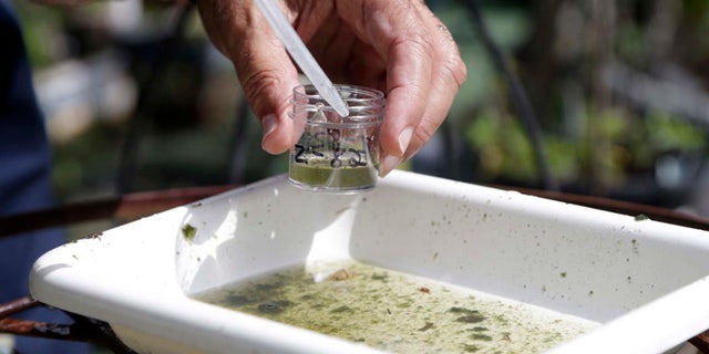 FILE - In this Tuesday, June 28, 2016 file photo, Evaristo Miqueli, a natural resources officer with Broward County Mosquito Control, takes water samples decanted from a watering jug, checking for the presence of mosquito larvae in Pembroke Pines, Fla. Gov. Rick Scott announced the number of Zika cases likely spread by local mosquitoes had increased to 14 and asked Monday, Aug. 1, 2016 for a federal emergency response team to help the state combat the spread of the virus in the U.S. (AP Photo/Lynne Sladky, File)