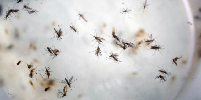 FILE - In this Thursday, Feb. 11, 2016, file photo, Aedes aegypti mosquitoes float in a mosquito cage at a laboratory in Cucuta, Colombia. The Aedes aegypti mosquito is the vector that transmits the Zika virus, and also dengue and chikunguna. The Food and Drug Administration is recommending U.S. blood banks refuse donations from people who have traveled to countries where the Zika virus is active in the prior four weeks, part of guidelines meant to protect the blood supply from the mosquito-borne virus. (AP Photo/Ricardo Mazalan, File)