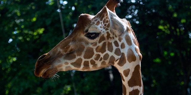 A Zoo Atlanta giraffe “died unexpectedly” this week, zoo officials have revealed.