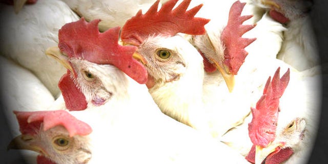 Chickens are seen held in a basket for sale at a wholesale market in Calcutta, India, Wednesday, Jan. 23, 2008. Authorities confirmed India's worst outbreak of bird flu was the virulent H5N1 virus strain Tuesday, and announced plans to slaughter 2 million birds in eastern India in a bid to contain the disease. (AP Photo/Bikas Das)