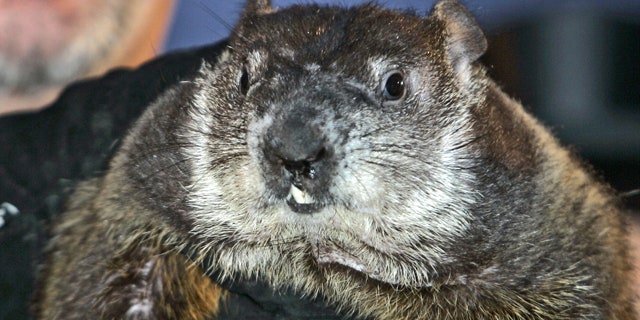 Feb. 2, 2007: Punxsutawney Phil, the weather-predicting groundhog, is held up by his handlers in Punxsutawney, Pa. (AP)
