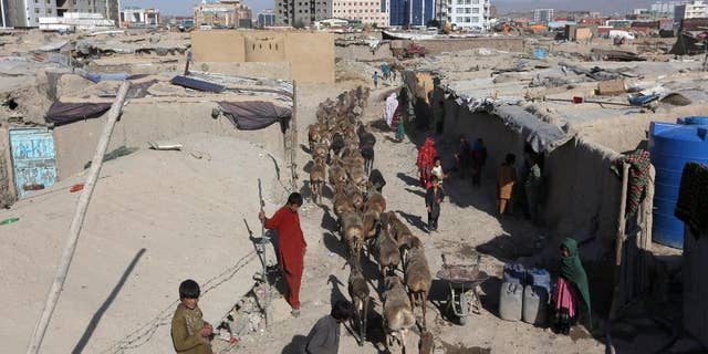 A young Afghan shepherd walks his sheep near temporary housing in Kabul, Afghanistan in May.