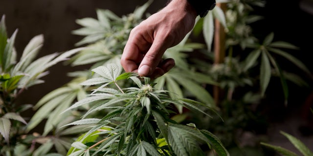 Marcelo Vazquez, a marijuana grower, checks the leaves of his marijuana plants for fungus, on the outskirts of Montevideo, Uruguay, Monday, Dec. 9, 2013. The Uruguayan Senate is expected to approve a law to legalize the production, distribution and sale of marijuana Tuesday. If approved, Uruguay would be the first country to regulate the marijuana market from production to retail. (AP Photo/Matilde Campodonico)