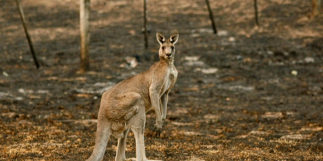 A 9-year-old girl visiting Harmony Park Safari in Alabama on Saturday was reportedly attacked by a kangaroo.