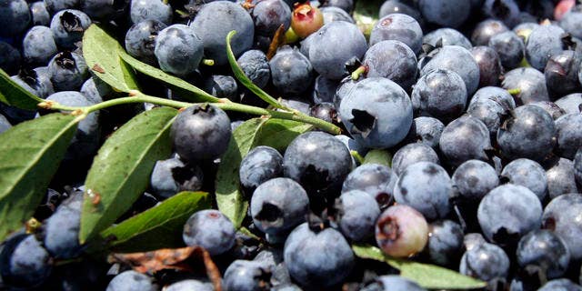 Blueberries are seen Tuesday, Aug. 7, 2007, in Union, Maine. A decade ago, about 20 percent of Maine's 60,000 acres of blueberry fields were harvested by mechanical means. Today, it's about 80 percent as growers discover that it's cheaper to replace hand pickers with more efficient machinery. (AP Photo/Robert F. Bukaty)