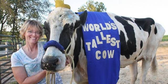 In this Sept. 19, 2014 photo, Patty Hanson poses with her prize-winning cow Blosom at her farm in Orangeville, Ill. Hanson says Blosom, the world's tallest cow has died after holding the title for less than a year.  Hanson says that her 6-foot-4 cow died May 26, 2015 on her farm. She is not sure what happened to Blosom, but she decided to put the 13-year-old Holstein down after two veterinarians said there was nothing they could do to save her.  (The Journal-Standard via AP) MANDATORY CREDIT