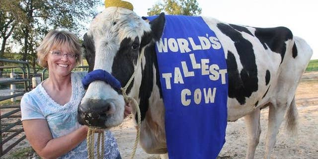 In this Sept. 19, 2014 photo, Patty Hanson poses with her prize-winning cow Blosom at her farm in Orangeville, Ill. Hanson says Blosom, the world's tallest cow has died after holding the title for less than a year. Hanson says that her 6-foot-4 cow died May 26, 2015 on her farm. She is not sure what happened to Blosom, but she decided to put the 13-year-old Holstein down after two veterinarians said there was nothing they could do to save her. (The Journal-Standard via AP) MANDATORY CREDIT