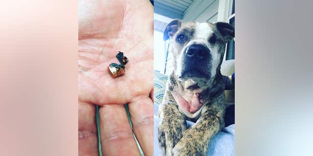 The bullet (left) went through the pup's left eye and was lodged in his throat.