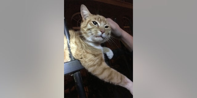 "In all my years with the RSPCA I have never seen anything like it."