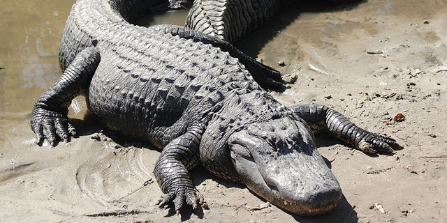 In 2007, an alligator at a Georgia gated community chewed up Gwyneth Williams' arms and foot. Her family members then proceeded to sue the community for damages.