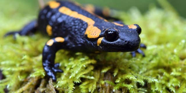 In this Oct. 18, 2016 file photo, a fire salamander perches on a mossy surface near Oberhof, Germany. Europe’s salamanders could be decimated by an alien invader that has already wreaked havoc in some part of the continent, scientists say. Researchers who examined the impact of a non-native fungus on fire salamanders in Belgium and the Netherlands found that it is lethal to the amphibians and almost impossible to eradicate. (Martin Schutt/dpa via AP,file)