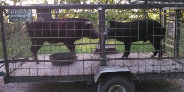 Caldwell County in Central Texas is the front line in the Lone Star state’s battle against feral hogs.