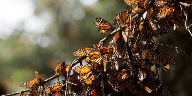 FILE - In this Jan. 4, 2015 file photo, a kaleidoscope of Monarch butterflies hang from a tree branch, in the Piedra Herrada sanctuary, near Valle de Bravo, Mexico. Illegal logging has almost tripled in the monarch butterfly’s wintering grounds in central Mexico, reversing several years of steady improvements. Almost all of the loss occurred in San Felipe de los Alzati, in the state of Michoacan, over the past year, while little was lost in 31 other communities, according to a Tuesday, Aug. 25, 2015 announcement by the World Wildlife fund and the Institute of Biology of Mexico’s National Autonomous University. (AP Photo/Rebecca Blackwell, File)