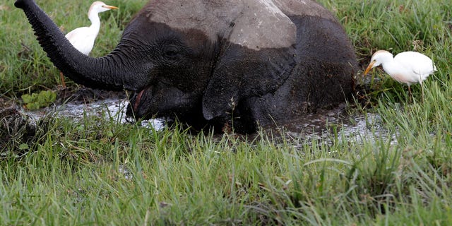 A baby elephant in a swamp.