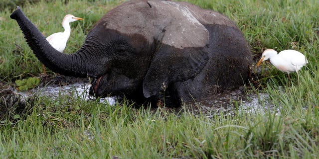 A baby elephant in a swamp.