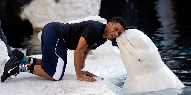BYU defensive back Preston Hadley receives a kiss from a beluga whale during the team's Poinsettia Bowl visit to Sea World, Monday, Dec. 17, 2012, in San Diego. BYU is scheduled to play San Diego State in the Poinsettia Bowl NCAA college football game on Dec. 20. (AP Photo/Lenny Ignelzi)