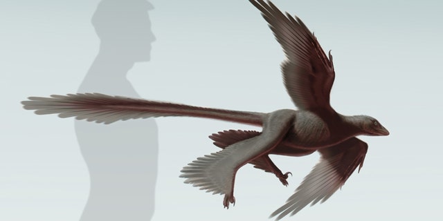 Illustration of Changyuraptor yangi, approximately 4 ft.long, compared to the human size.