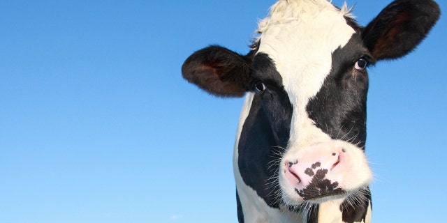 An Australian pizza joint is facing backlash for displaying a dead cow, which hangs from the ceiling