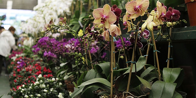 Orchids for sale at Foliage Garden
