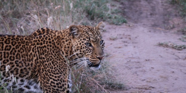 Agree ahead of time how many times you'll post all of the leopards to your Instagram. Shot at Naboisho Camp, Kenya.