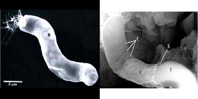A photograph taken through a scanning electron microscope of a CI1 meteorite (right) is similar in size and overall structure to the giant bacterium Titanospirillum velox (left), an organism found here on planet Earth, a NASA scientist said.