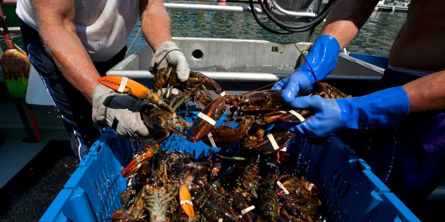 Aug. 9, 2012: Lobsters are unloaded from a fishing boat in Portland, Maine.