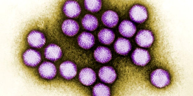 An image of adenovirus, a type of virus known to cause respiratory infections, diarrhea and other problems, in humans, was among the many viruses, many of them previously unknown to turn up in samples of raw sewage.