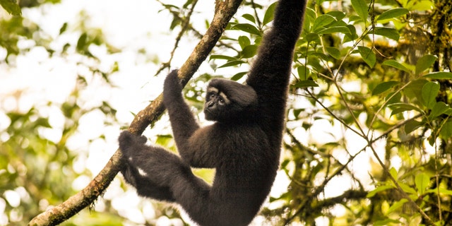Skywalker hoolock gibbon