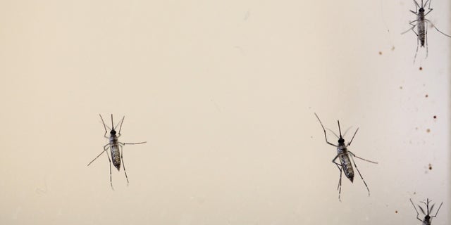 Aedes aegypti mosquitoes are seen at the Laboratory of Entomology and Ecology of the Dengue Branch of the U.S. Centers for Disease Control and Prevention in San Juan, March 6, 2016.