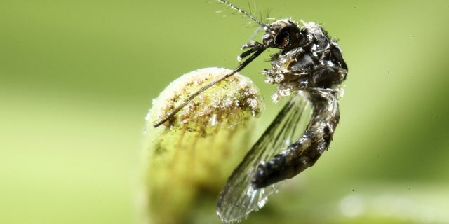 An aedes aegypti mosquito is pictured on a leaf in San Jose, Costa Rica February 1, 2016.