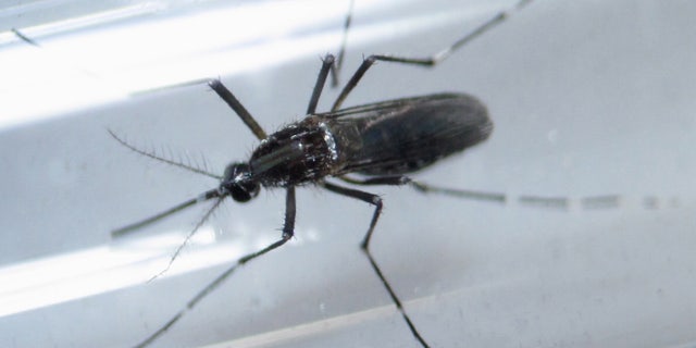 24048aae-HEALTH-ZIKA/