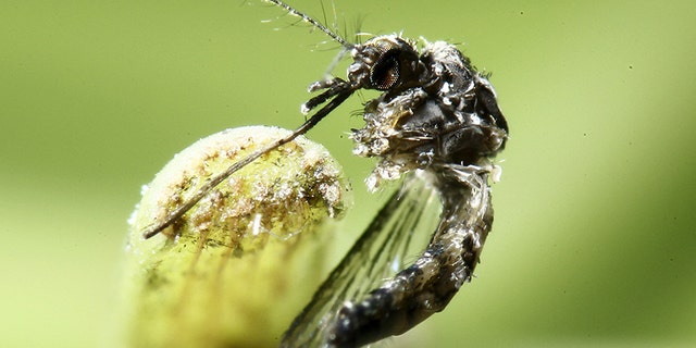 Feb. 1, 2016: An aedes aegypti mosquito is pictured on a leaf in San Jose, Costa Rica.